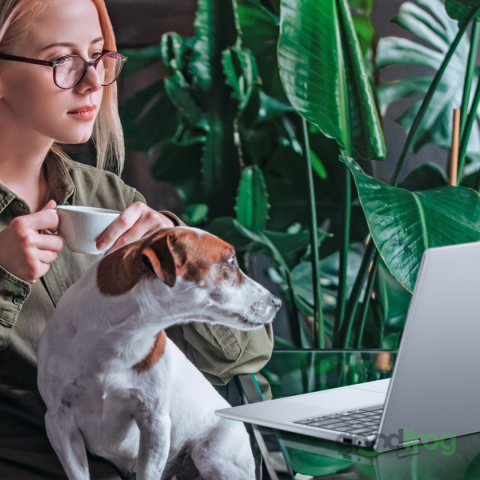 DELL LATITUDE 15 5550 / 15,6" / FHD / INTEL ULTRA 5 12CORE / 16GB DDR5 / SSD 512GB NVMe