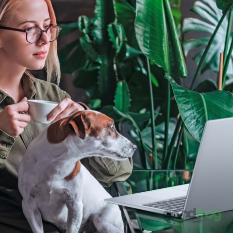 DELL LATITUDE 15 5550 / 15,6" / FHD / INTEL ULTRA 7 / 32GB DDR5 / SSD 1TB NVMe